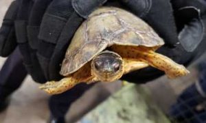 PROFEPA y Guardia Nacional rescatan 8 ejemplares de tortugas de Monte Mojina en San Luis Potosí