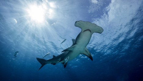 Ibama multa a pescadores responsables de matar tiburones martillo en Peruíbe / SP