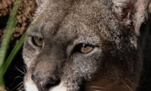 Ambiente Nación reitera la prohibición de exportar trofeos de caza de puma y del tránsito entre jurisdicciones