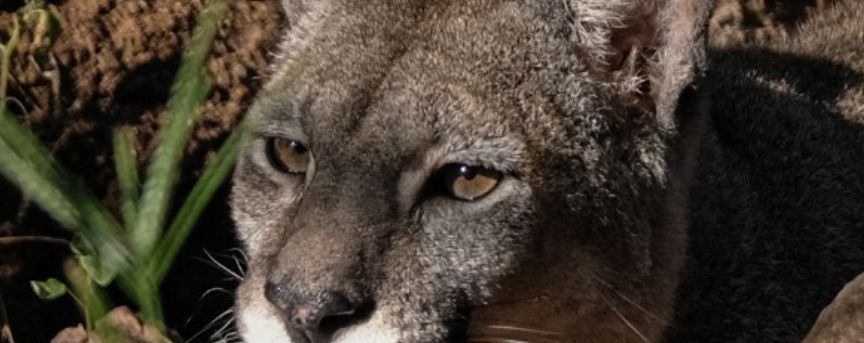 Ambiente Nación reitera la prohibición de exportar trofeos de caza de puma y del tránsito entre jurisdicciones