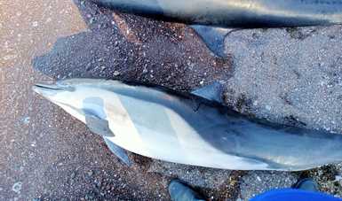 La PROFEPA atiende el varamiento de 33 delfines en La Paz, Baja California Sur