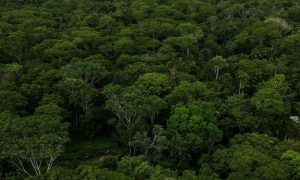 Colombia: Se Reduce y Contiene la Deforestación durante los últimos cuatro años