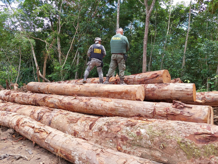 Operación Bosque Público combate delito de Tala Irregular
