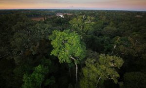 Ecuador fue elegido sede de la 33° Reunión de la Comisión Forestal para América Latina y El Caribe