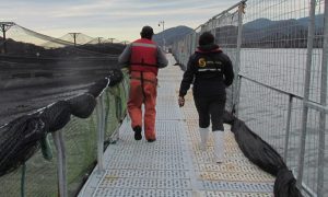 SMA inicia procedimiento sancionatorio contra Salmones Yadrán por sobreproducción en 4 Centros de Cultivo de la Región de Aysén