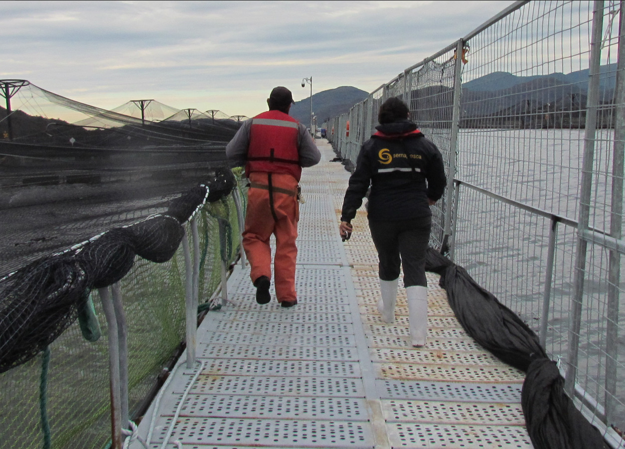 SMA inicia procedimiento sancionatorio contra Salmones Yadrán por sobreproducción en 4 Centros de Cultivo de la Región de Aysén