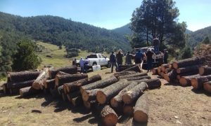 En el Estado de México, la Guardia Nacional, el Ejército mexicano y la Profepa aseguran troncos de pino
