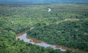 Tasa de deforestación en la Amazonía cae un 22,3% en un año