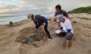 El Ministerio del Ambiente, Agua y Transición Ecológica inició el monitoreo de la anidación de tortugas verdes en Galápagos