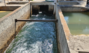 Inspecciona Profepa descarga de aguas residuales en zoológico de Morelia